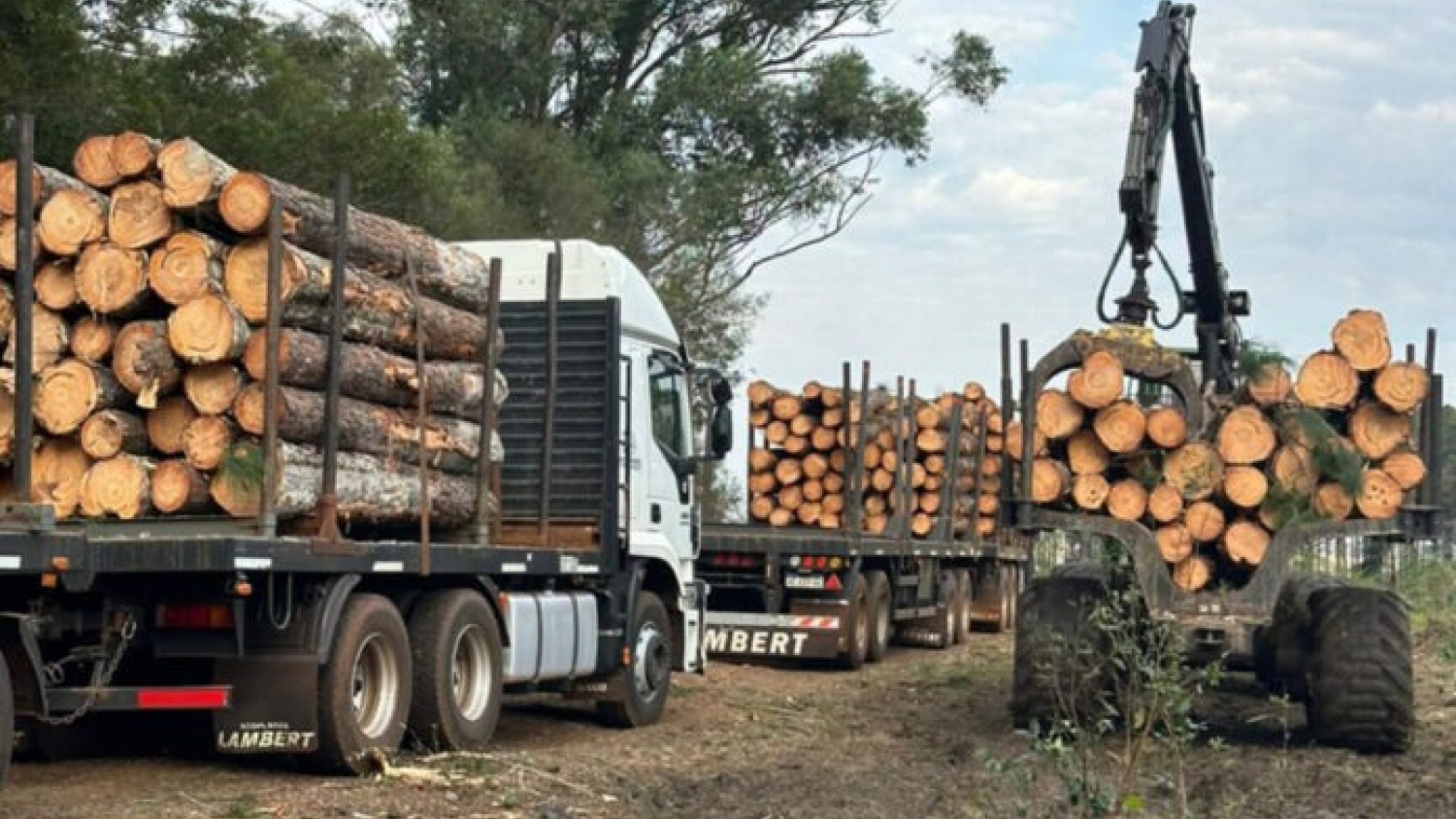 La certificación forestal PEFC supera las 380.000 hectáreas en Argentina y consolida el manejo sostenible de los bosques