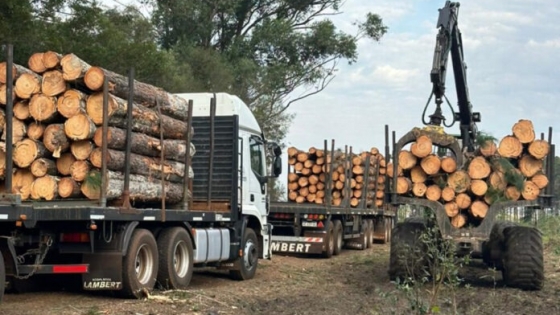 <La certificación forestal PEFC supera las 380.000 hectáreas en Argentina y consolida el manejo sostenible de los bosques