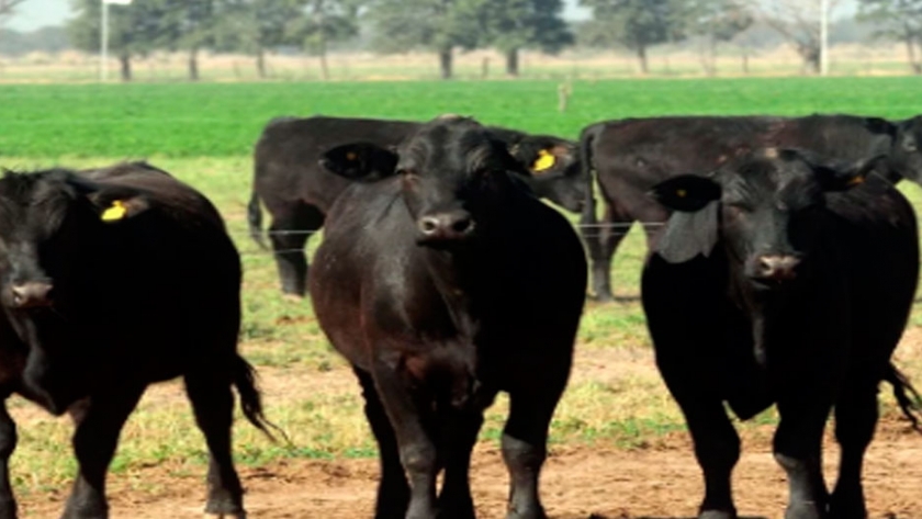 Vaca Viva y los desafíos del desarrollo territorial