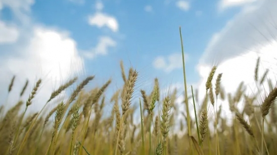 La lista de las 60 variedades de trigo más sembradas y cuánto rindió el cultivo el último año