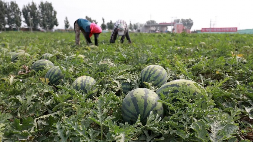 La sequía y las altas temperaturas generan un menor peso y un crecimiento desigual de estas frutas en Mendoza.