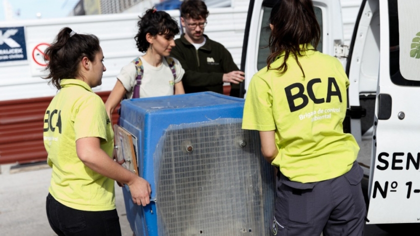 El Ministerio de Ambiente realizó un nuevo traslado de cóndor andino a un centro de rescate