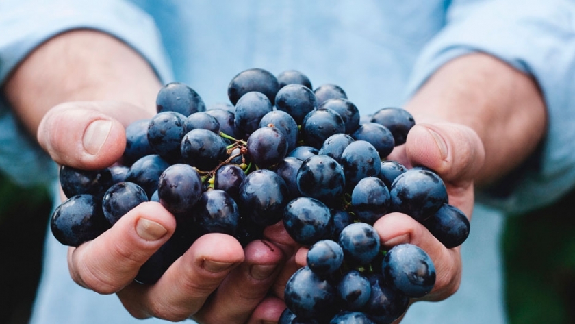 Vinos argentinos: una travesía por increíbles bodegas