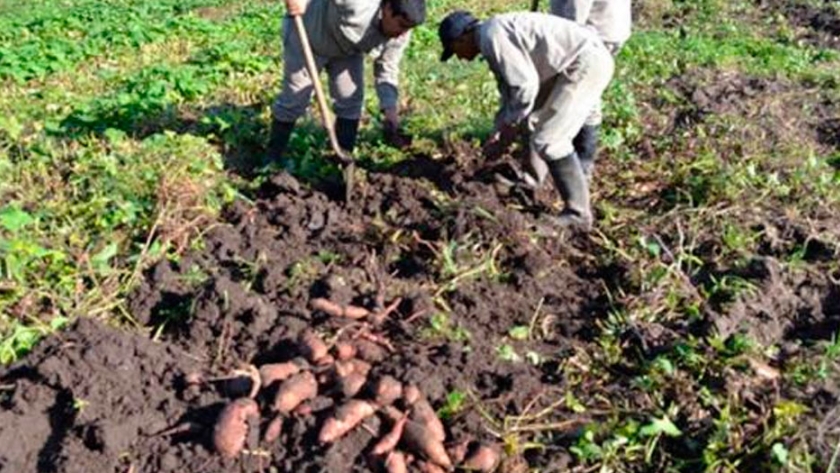 Dulce de batata: una alternativa de diversificación para los minifundistas cañeros de Simoca