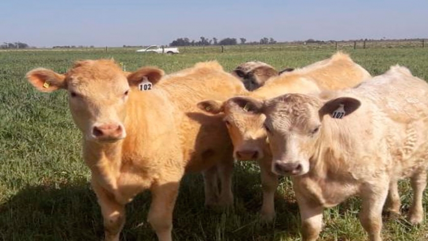 Análisis de la calidad del semen criopreservado.