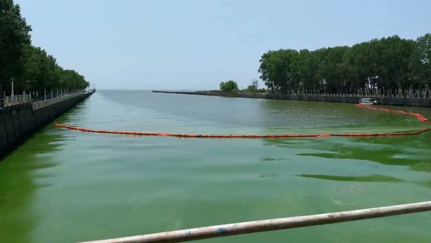 Se crea la Mesa Técnica Interinstitucional de las Cianobacterias en el Río de La Plata