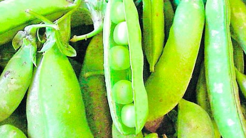 Herramientas para garantizar la calidad de las legumbres para el mercado internacional