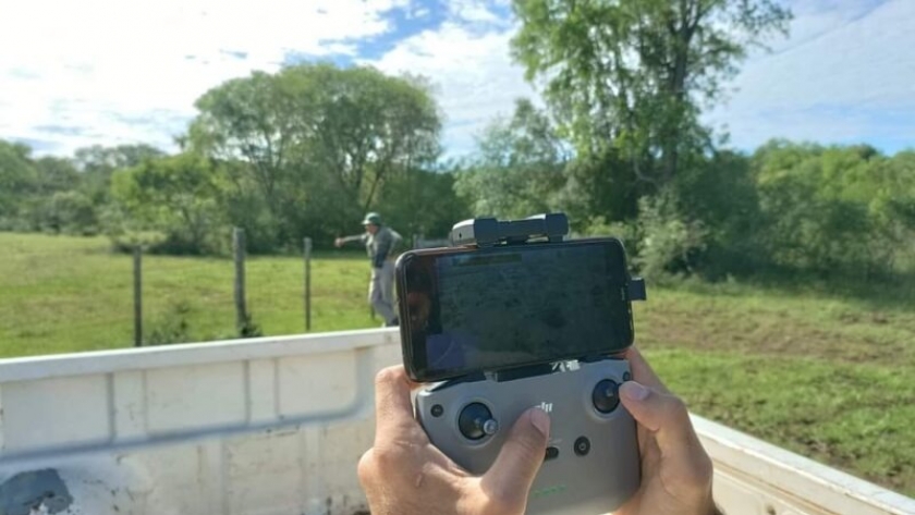 Ciervos Axis en Misiones: se intensificó el relevamiento y monitoreo de los ejemplares