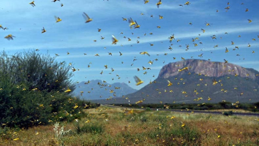 Plaga de langostas amenaza a Egipto