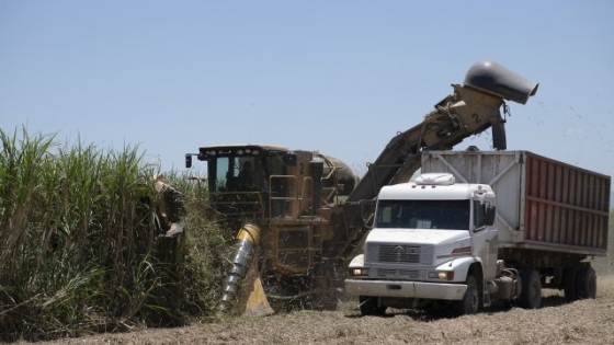 Salta y Jujuy recibirán a expertos mundiales en caña de azúcar