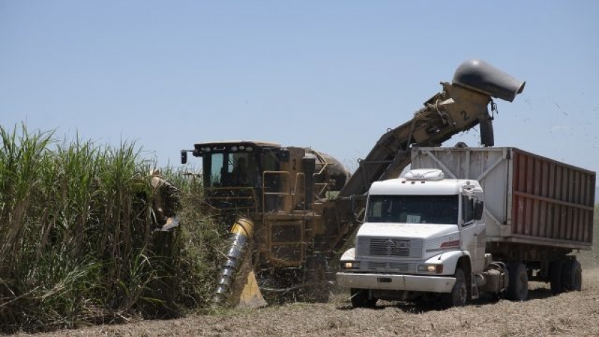 Salta y Jujuy recibirán a expertos mundiales en caña de azúcar