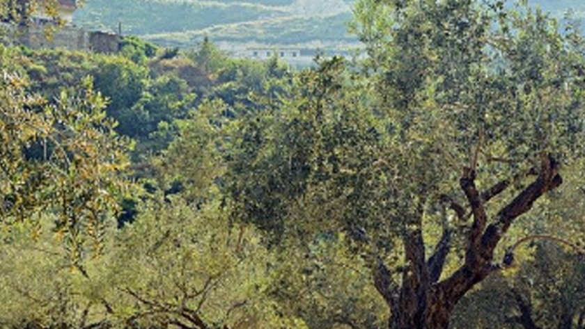 Una nueva enfermedad afecta a los olivos en Italia