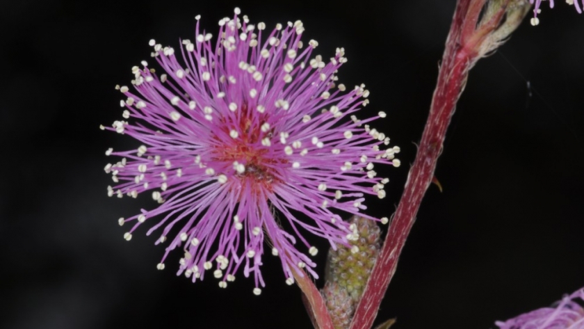 Renová tu jardín en otoño: plantas nativas que resplandecen