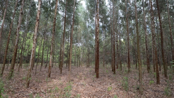 La UNNOBA proyecta plantar árboles para mitigar el daño ambiental