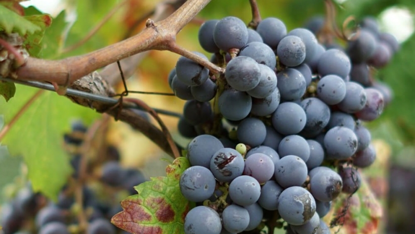 Hallazgo argentino: logran discriminar el “terroir” de vinos malbec con análisis químicos