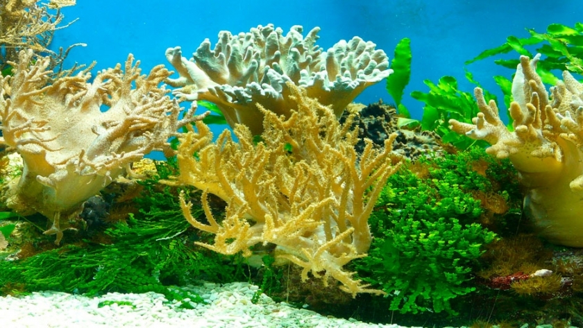 Corales en peligro de extinción ante la ingesta de microplásticos