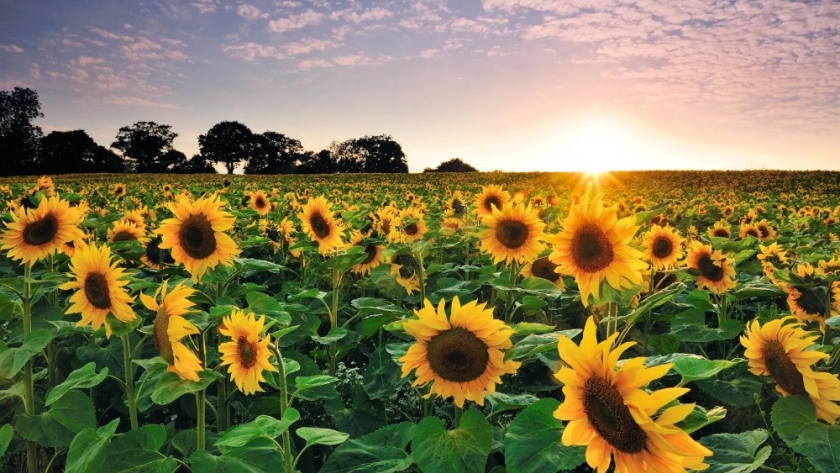 Inicia la campaña de girasol 2024/25 con expectativas como alternativa al maíz y la soja