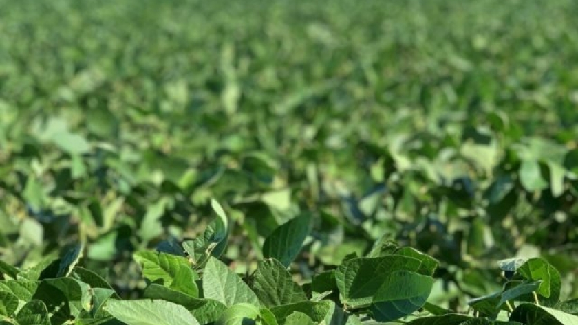 La bioestimulación y nutrición en soja permite un retorno económico de 5 a 1