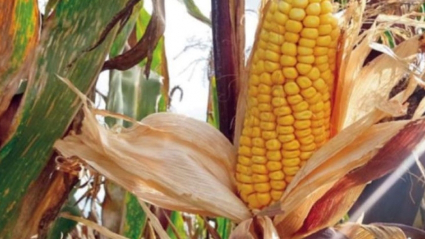 Presentan nueva variedad de maíz amiláceo con mayor rendimiento y calidad
