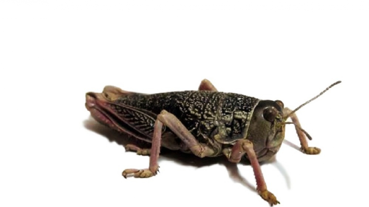 Alertan por el avance de la tucura sapo y enfatizan el monitoreo temprano para reducir daños en el sur