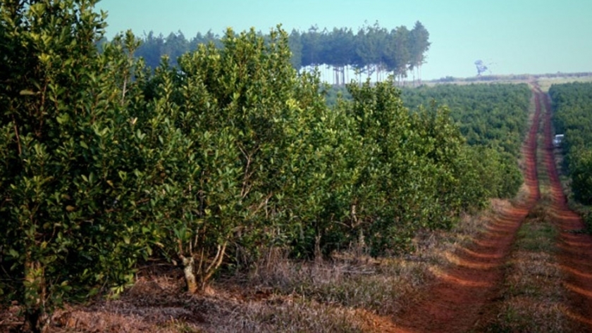 Yerba Mate, buscan que se convierta en un patrimonio histórico, cultural, gastronómico e industrial de Misiones