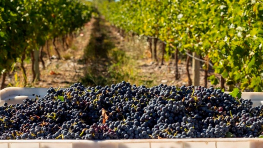 Las bodegas neuquinas invitan a la Fiesta de la Vendimia 
