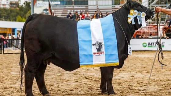 El Brangus argentino consolida su liderazgo y proyecta una nueva generación de excelencia ganadera