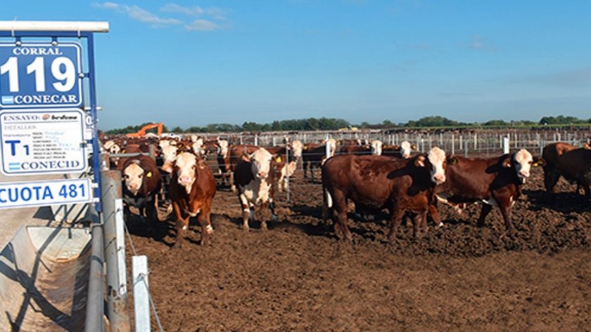 Validan nuevos aditivos naturales para el feedlot