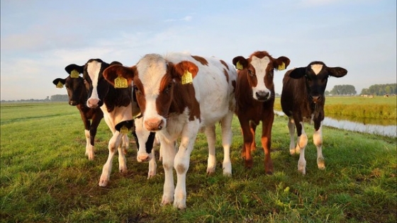 Semana positiva para la hacienda: sube el precio del novillo en el Mercado Agroganadero de Cañuelas