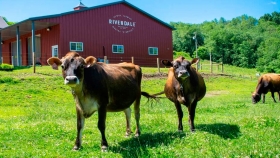 Riverdale Farms: la granja que usa robots para ordeñar vacas contentas que producen más leche