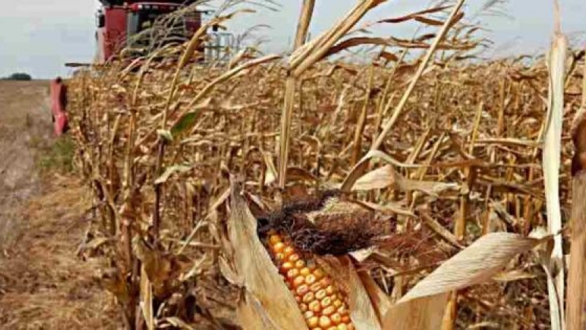 Proyectan producción de 5,7 millones de toneladas de maíz en áreas de la Bolsa de Cereales bahiense
