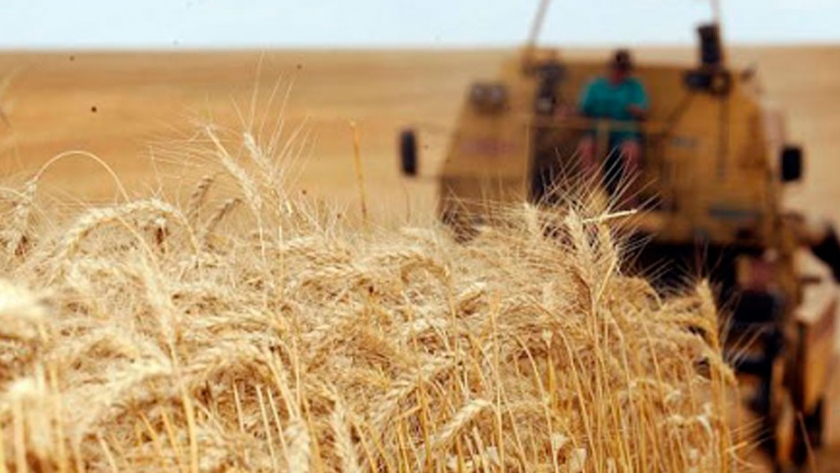 Brasil estima una producción 6,8 mill de tn de trigo