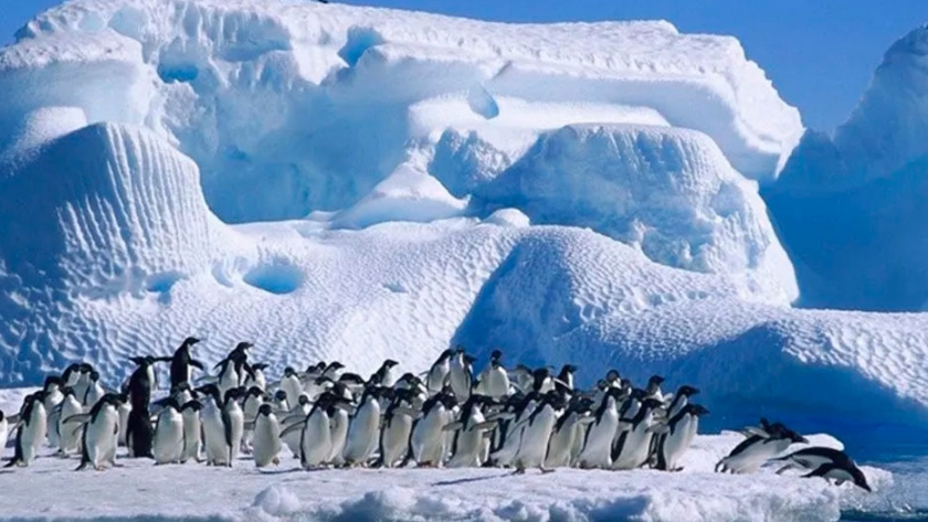 Argentina y Chile presentarán una propuesta para proteger la biodiversidad de la Antártida