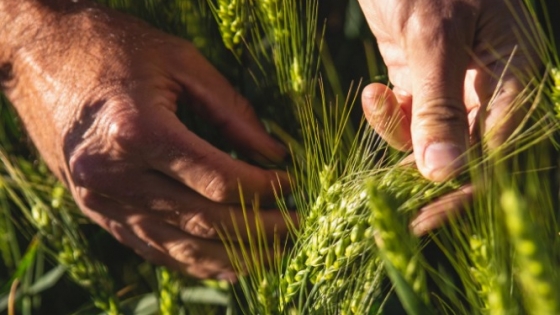 Impresionante logro en producción de trigo: Productor de Otamendi cuadruplica rendimiento nacional