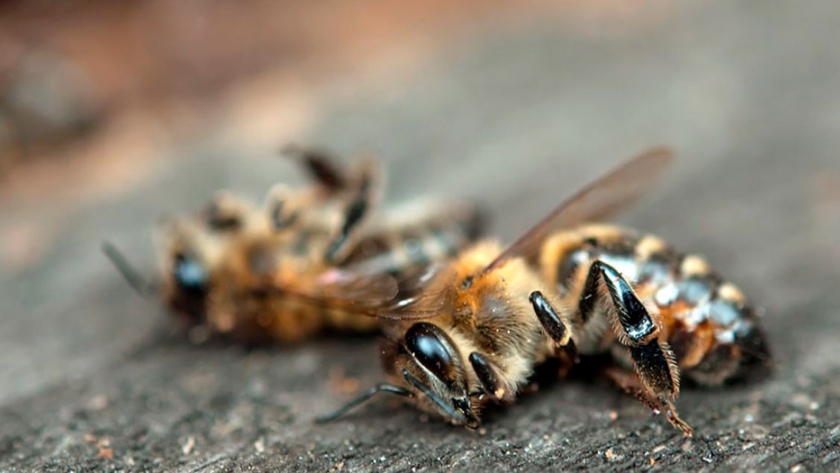 Abejas en riesgo por los pesticidas que combaten a los mosquitos portadores del Zika