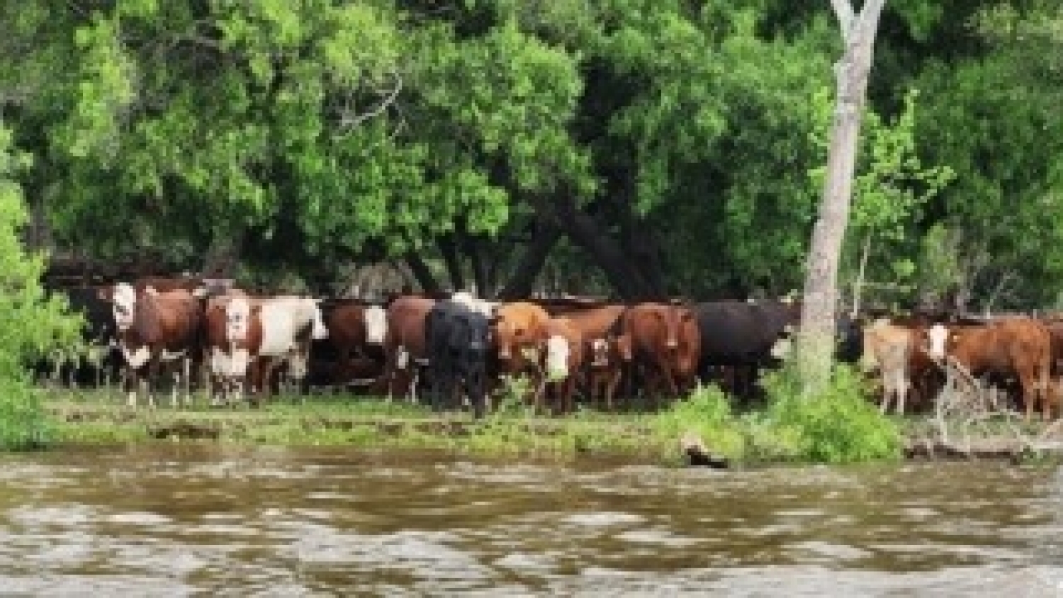 Hacienda en Corrientes: crecida y riesgo de falta de pasto