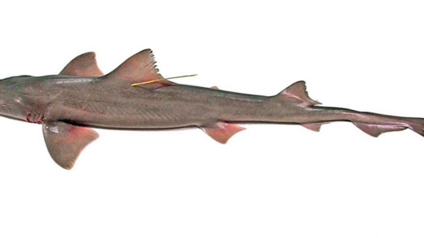 Pesca de Tiburón gatuzo (Mustelus schmitti)