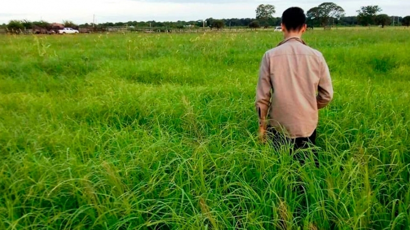 Épica INTA Peman: una alternativa para el manejo del suelo que produce grandes beneficios