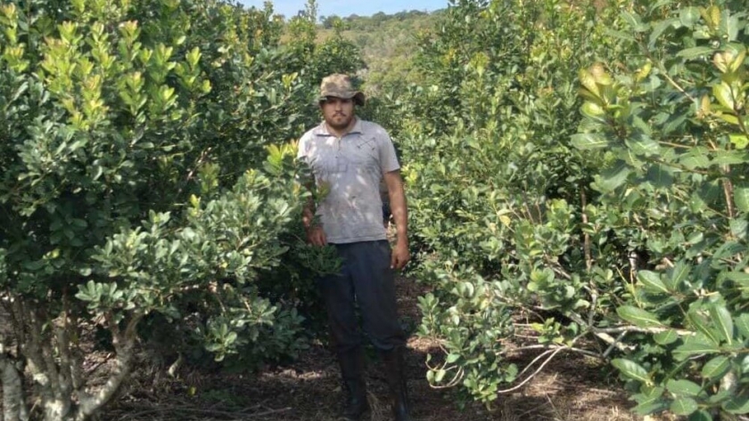 Yerba mate doble propósito: un productor combina el cultivo con cría de ganado vacuno