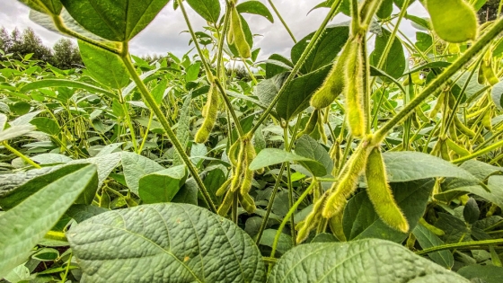 Optimismo en la campaña de soja y cereales tras las lluvias: proyección de 19 millones de hectáreas