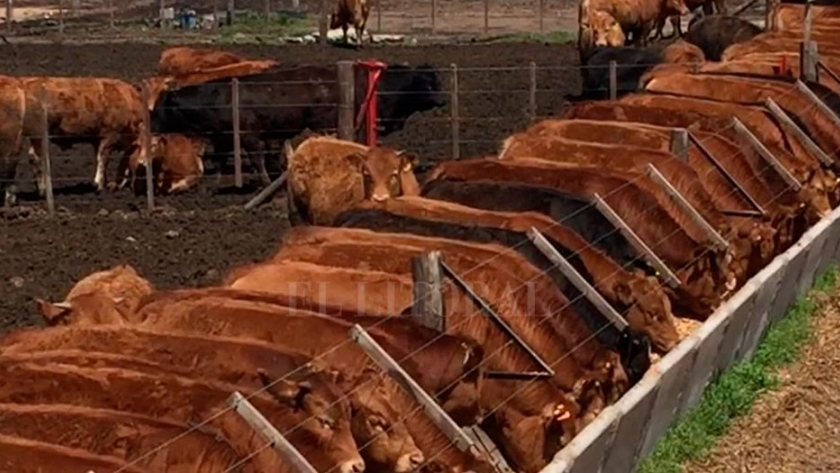 Limousin: el gran transformador de alimento en carne