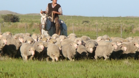 Ovinos: cómo lograr una lana de mejor calidad en las esquilas