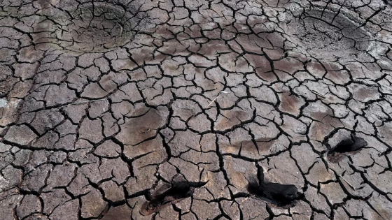 Temperatura récord, cosechas perdidas y apagones: el triple impacto de la sequía global