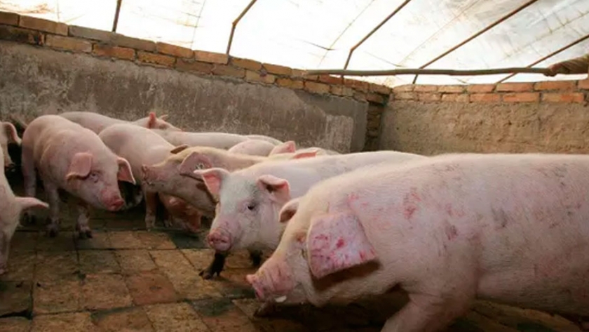 Nuevas cepas de peste porcina en China por un rebrote, apuntan a vacuna ilícitas