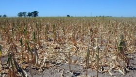 La sequía ya alcanza a 11 provincias y genera pérdidas en la actividad agropecuaria