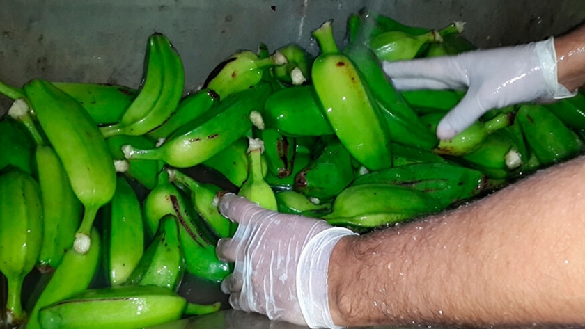 Investigadores del INTA elaboraron harina a partir de bananas de descarte