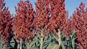 Aumentaría 22% la superficie cultivada con sorgo en Córdoba