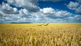 Con más hectáreas que el año pasado, la cebada tomó impulso en el sur