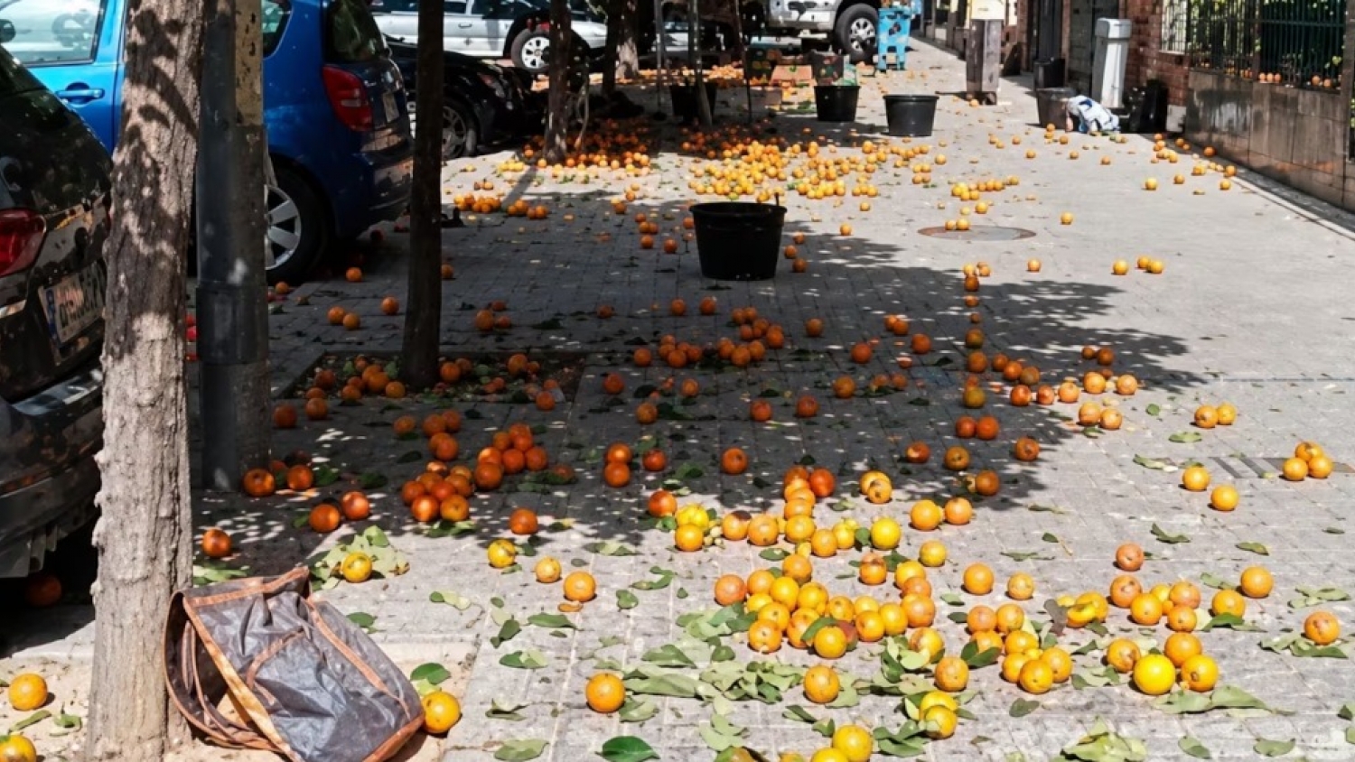 Naranjas amargas de San Pedro despiertan interés internacional por su potencial uso farmacéutico