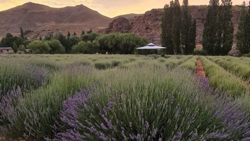 Lavandas del Limay: un parque agroecológico para visitar, conectar con la naturaleza y disfrutar de sabores únicos